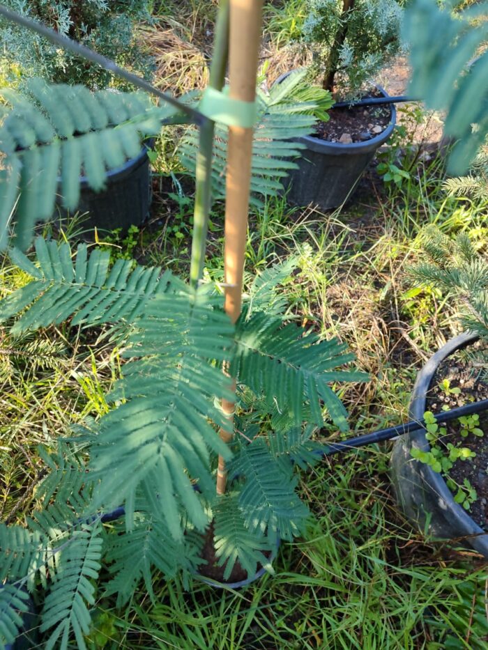 Mimoza Kokulu Çiçekli 2 Metre - Görsel 3