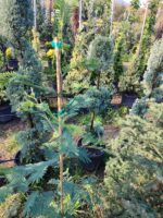 Mimoza Kokulu Çiçekli 2 Metre - Görsel 2