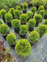 Altuni Top mazı, 30-40 cm Çap - Görsel 2