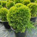 Altuni Top mazı, 30-40 cm Çap