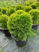 Altuni Top mazı, 30-40 cm Çap