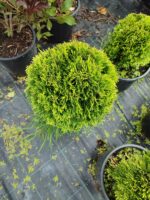 Altuni Top mazı, 30-40 cm Çap - Görsel 3