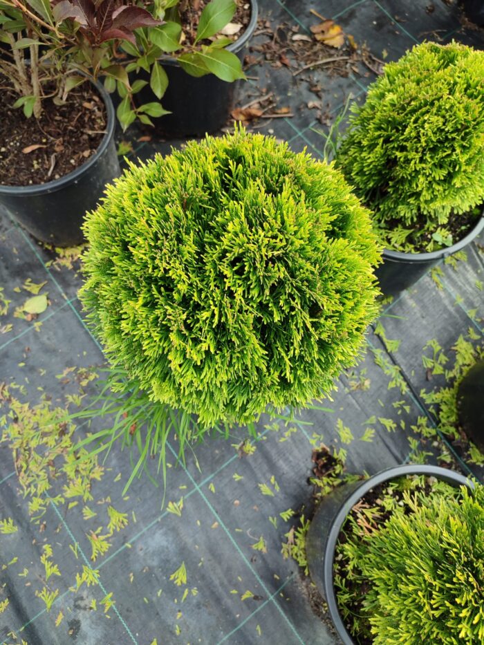 Altuni Top mazı, 30-40 cm Çap - Görsel 3