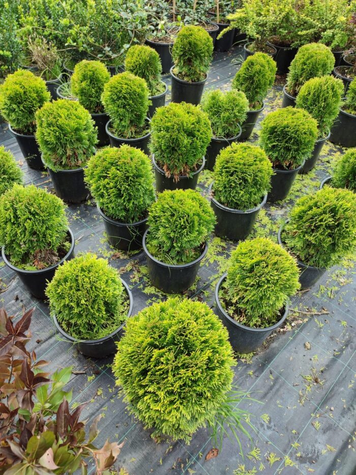 Altuni Top mazı, 30-40 cm Çap - Görsel 2