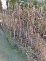 Mor Salkım 3-4 metre bambulu - Görsel 4