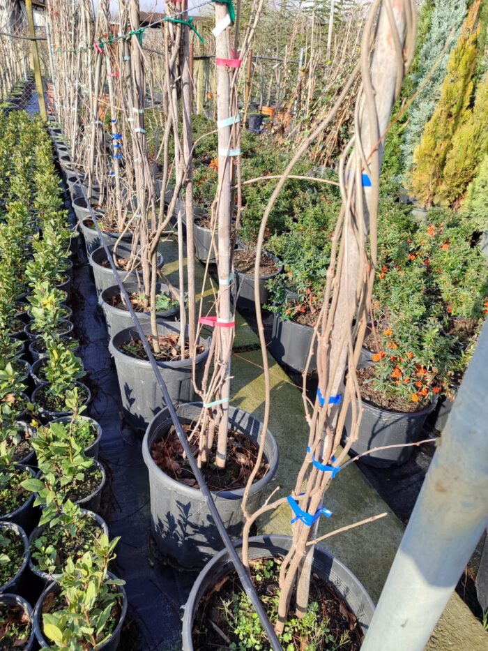 Mor Salkım 3-4 metre bambulu - Görsel 2