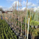 Mor Salkım 3-4 metre bambulu