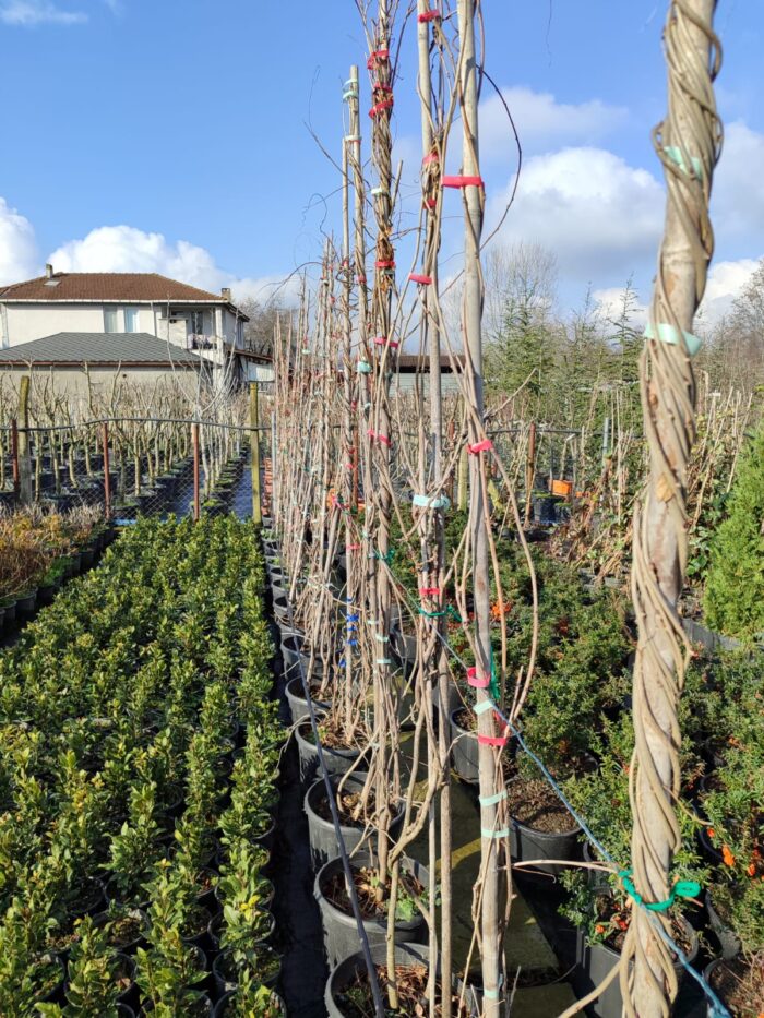 Mor Salkım 3-4 metre bambulu - Görsel 3