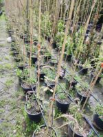 Mor Salkım(Wisteria Sinensis) Sarmaşık 80-100 cm ve üzeri boy - Görsel 10