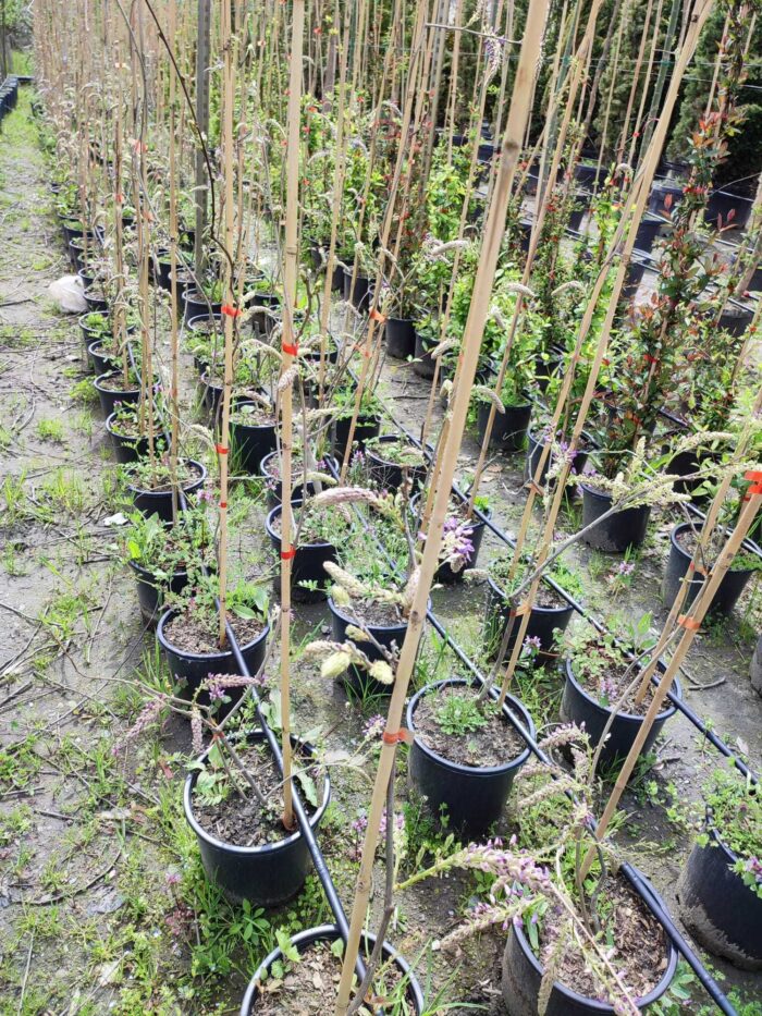 Mor Salkım(Wisteria Sinensis) Sarmaşık 80-100 cm ve üzeri boy - Görsel 10