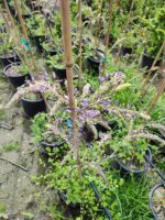 Mor Salkım(Wisteria Sinensis) Sarmaşık 80-100 cm ve üzeri boy - Görsel 9