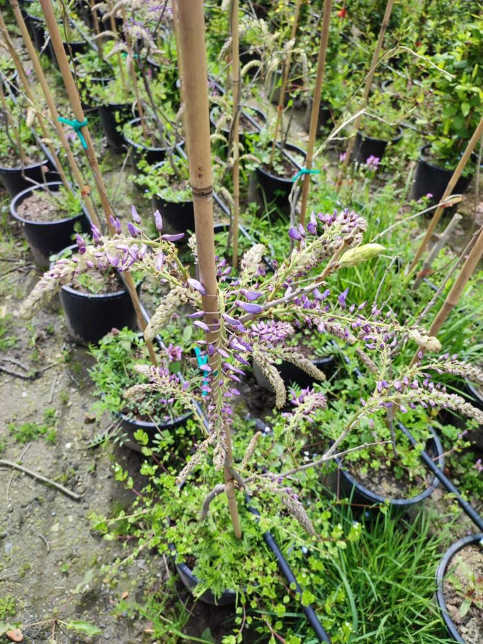 Mor Salkım(Wisteria Sinensis) Sarmaşık 80-100 cm ve üzeri boy - Görsel 9