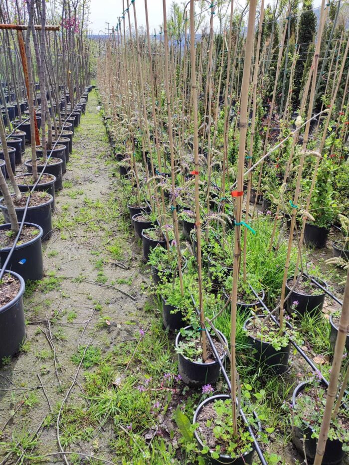 Mor Salkım(Wisteria Sinensis) Sarmaşık 80-100 cm ve üzeri boy - Görsel 8