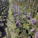 Mor Salkım Sarmaşık 80-100cm Yoğun Kokulu