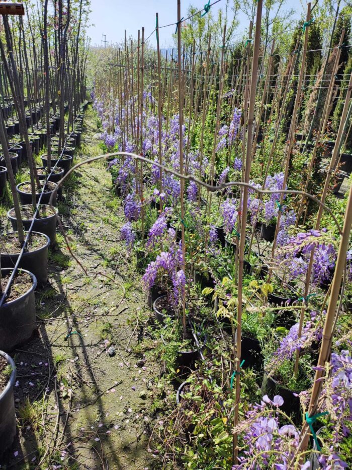 Mor Salkım(Wisteria Sinensis) Sarmaşık 80-100 cm ve üzeri boy - Görsel 7