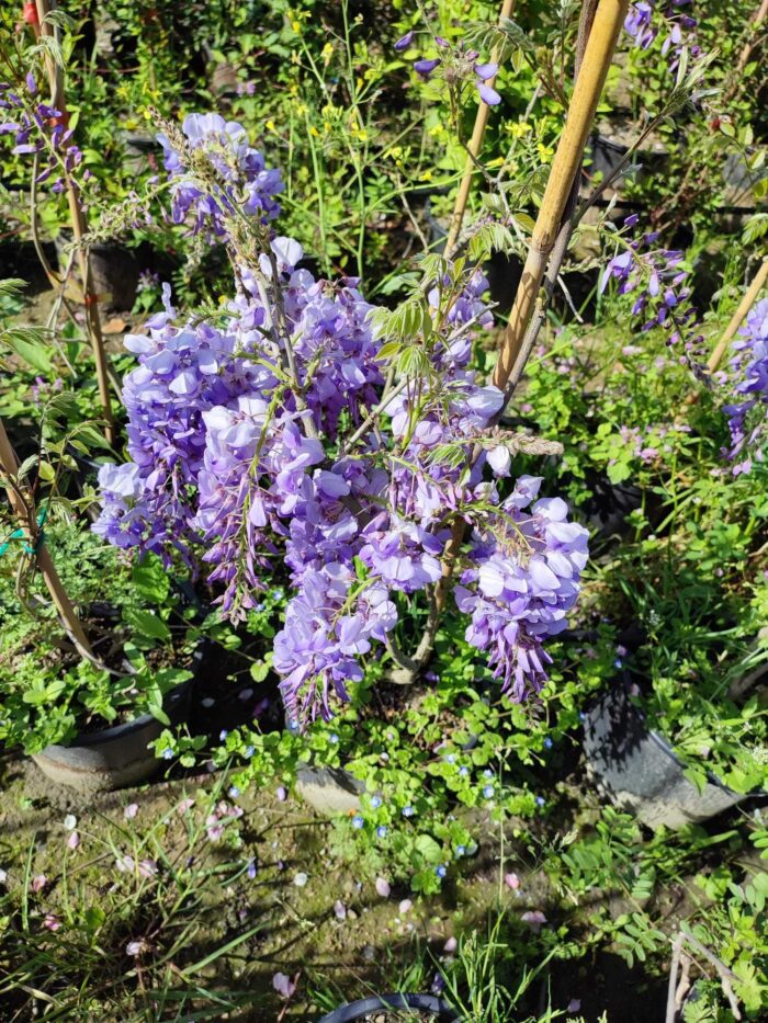 Mor Salkım(Wisteria Sinensis) Sarmaşık 80-100 cm ve üzeri boy - Görsel 6