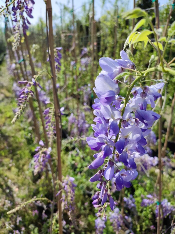 Mor Salkım(Wisteria Sinensis) Sarmaşık 80-100 cm ve üzeri boy - Görsel 5