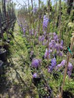 Mor Salkım(Wisteria Sinensis) Sarmaşık 80-100 cm ve üzeri boy - Görsel 4