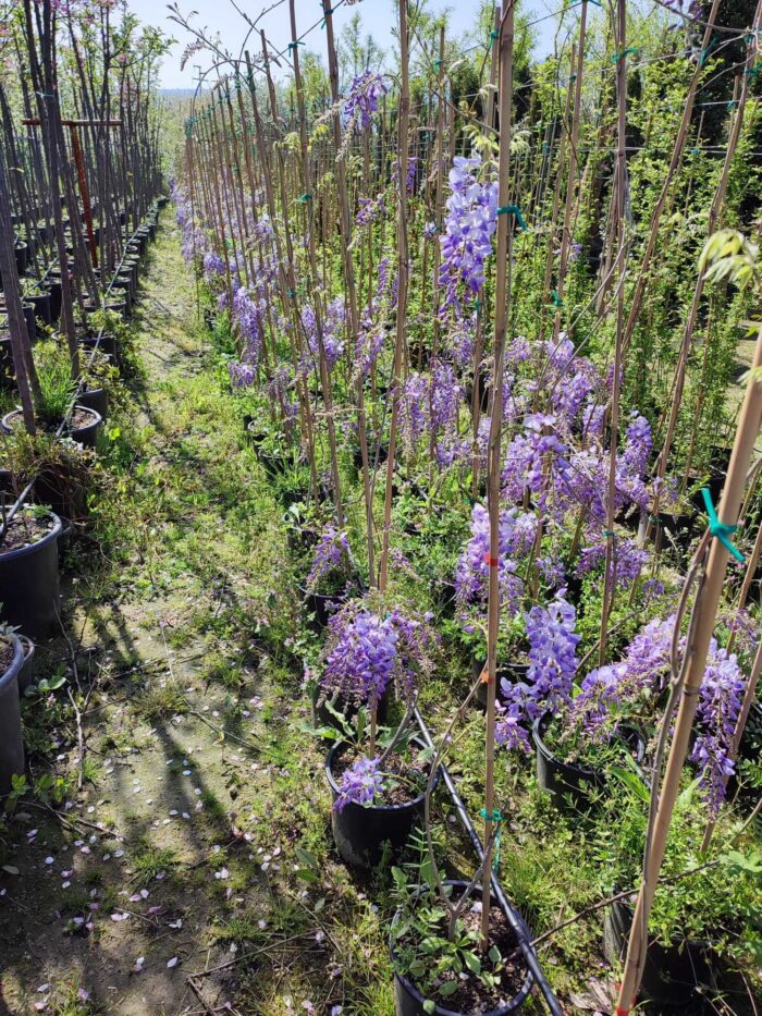 Mor Salkım(Wisteria Sinensis) Sarmaşık 80-100 cm ve üzeri boy - Görsel 4