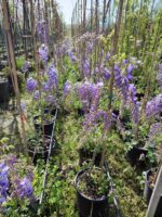 Mor Salkım(Wisteria Sinensis) Sarmaşık 80-100 cm ve üzeri boy - Görsel 3