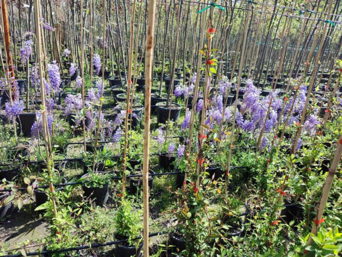 Mor Salkım(Wisteria Sinensis) Sarmaşık 80-100 cm ve üzeri boy - Görsel 2