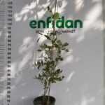 Salkım/Wisteria Nasıl Yetiştirilir?