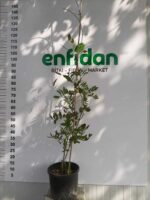 Salkım/Wisteria Nasıl Yetiştirilir?