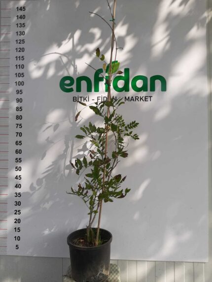 Salkım/Wisteria Nasıl Yetiştirilir?