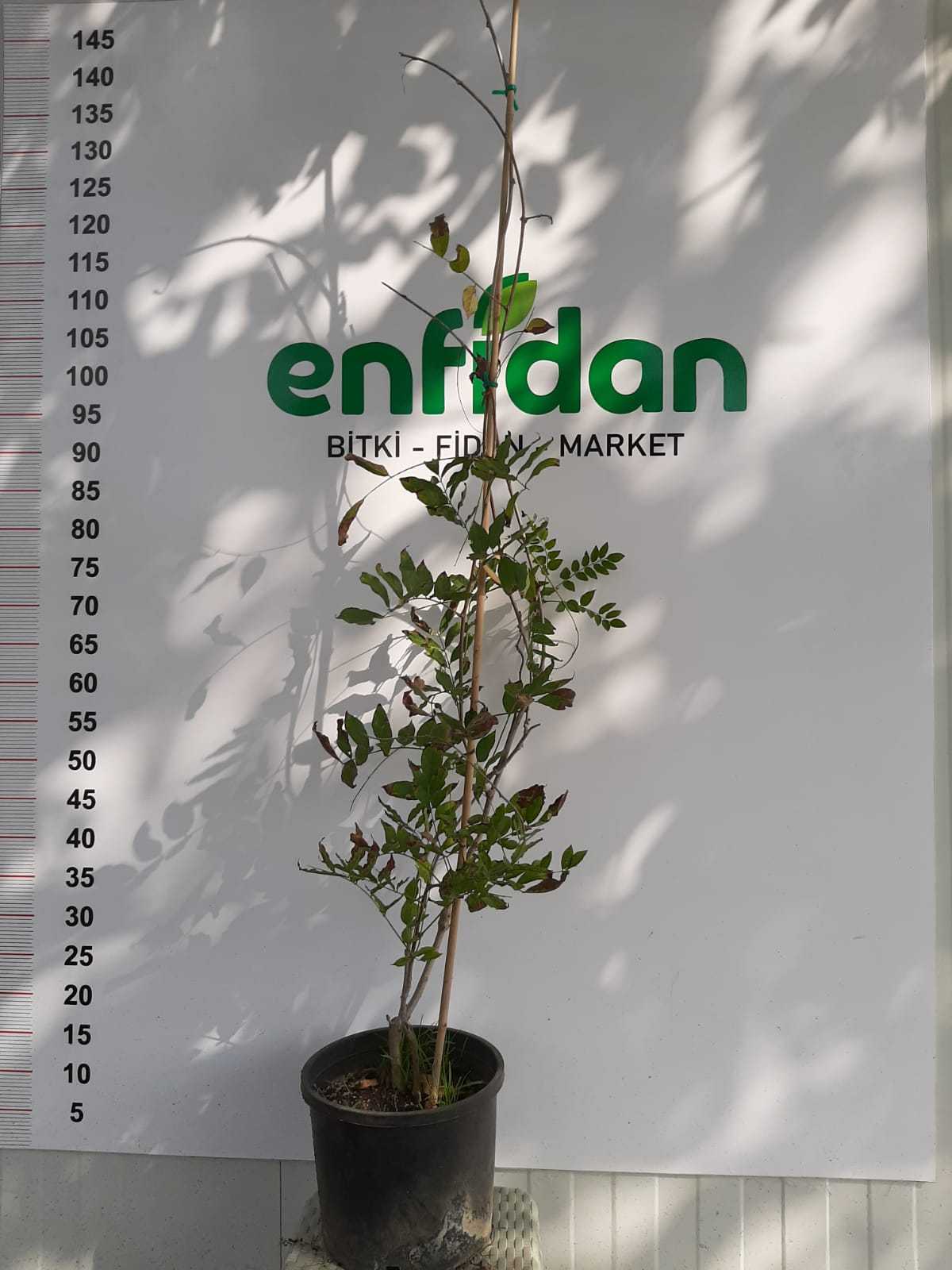 Salkım/Wisteria Nasıl Yetiştirilir? Salkım/Wisteria Nasıl Yetiştirilir?