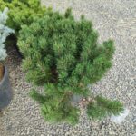 Mugo Çamı (Pinus Mugo) 40-60cm çap 45 Litre - Görsel 2