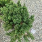 Mugo Çamı (Pinus Mugo) 40-60cm çap 45 Litre