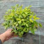 Nandina Domestica Fire Power 20-30 cm