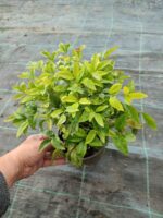 Nandina Domestica Fire Power 20-30 cm