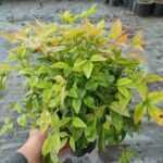 Nandina (Cennet Bambusu) 3lt saksı 30-40 çap