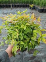 Nandina (Cennet Bambusu) 3lt saksı 30-40 çap