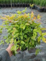 Nandina (Cennet Bambusu) 3lt saksı 30-40 çap - Görsel 3