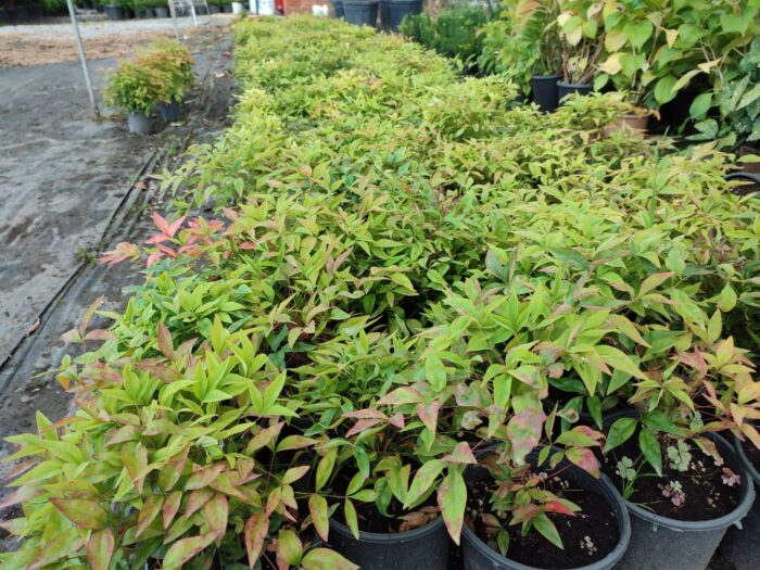 Nandina Domestica Fire Power 20-30 cm - Görsel 2