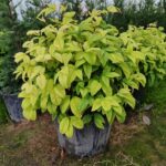 Nandina Domestica Fire Power Nana 60-80 çap 35 Litre