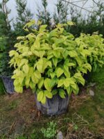 Nandina Domestica Fire Power Nana 60-80 çap 35 Litre