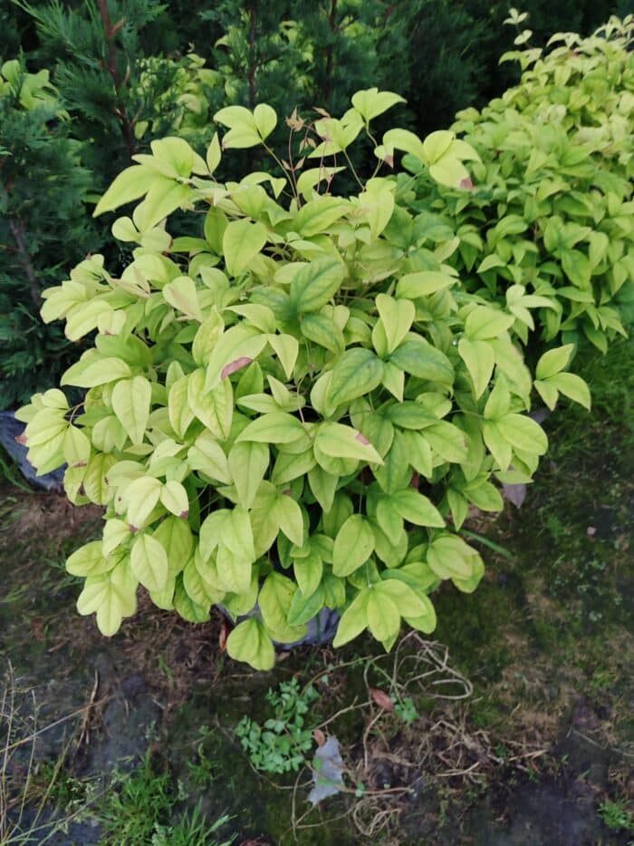 Nandina Domestica Fire Power Nana 60-80 çap 35 Litre - Görsel 2