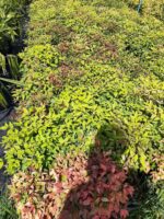 Bodur Nandina 40-50cm çap duble malzeme - Görsel 3