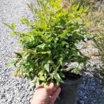 Bodur Nandina 40-50cm çap duble malzeme