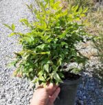 Bodur Nandina 40-50cm çap duble malzeme