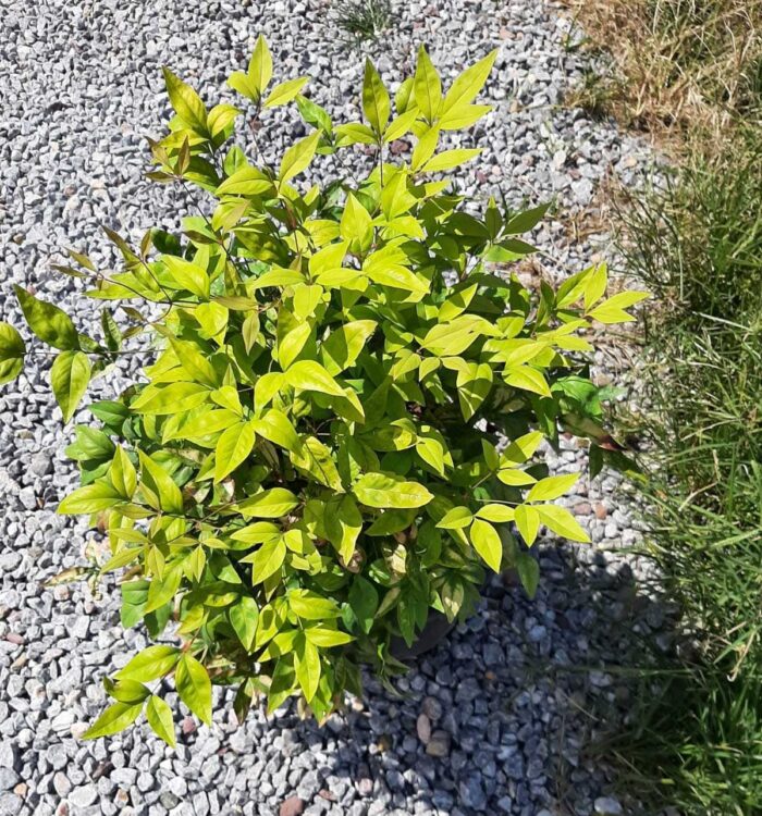 Bodur Nandina 40-50cm çap duble malzeme - Görsel 2
