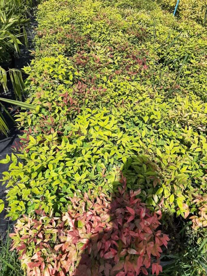 Bodur Nandina 40-50cm çap duble malzeme - Görsel 3