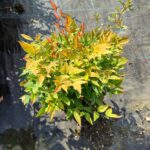 Nandina domestica 'Gulf Stream' 30-40 3 Litre Saksı