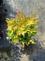 Nandina domestica 'Gulf Stream' 30-40 3 Litre Saksı
