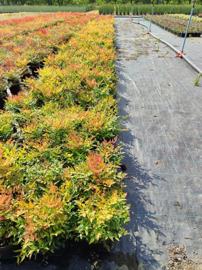 Nandina domestica 'Gulf Stream' 30-40 3 Litre Saksı - Görsel 2