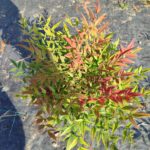 Nandina Domestica Seika Obsession 30-40cm 3 Litre