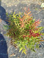 Nandina Domestica Seika Obsession 30-40cm 3 Litre